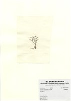 藏品(傘房龍鬚菜)的圖片